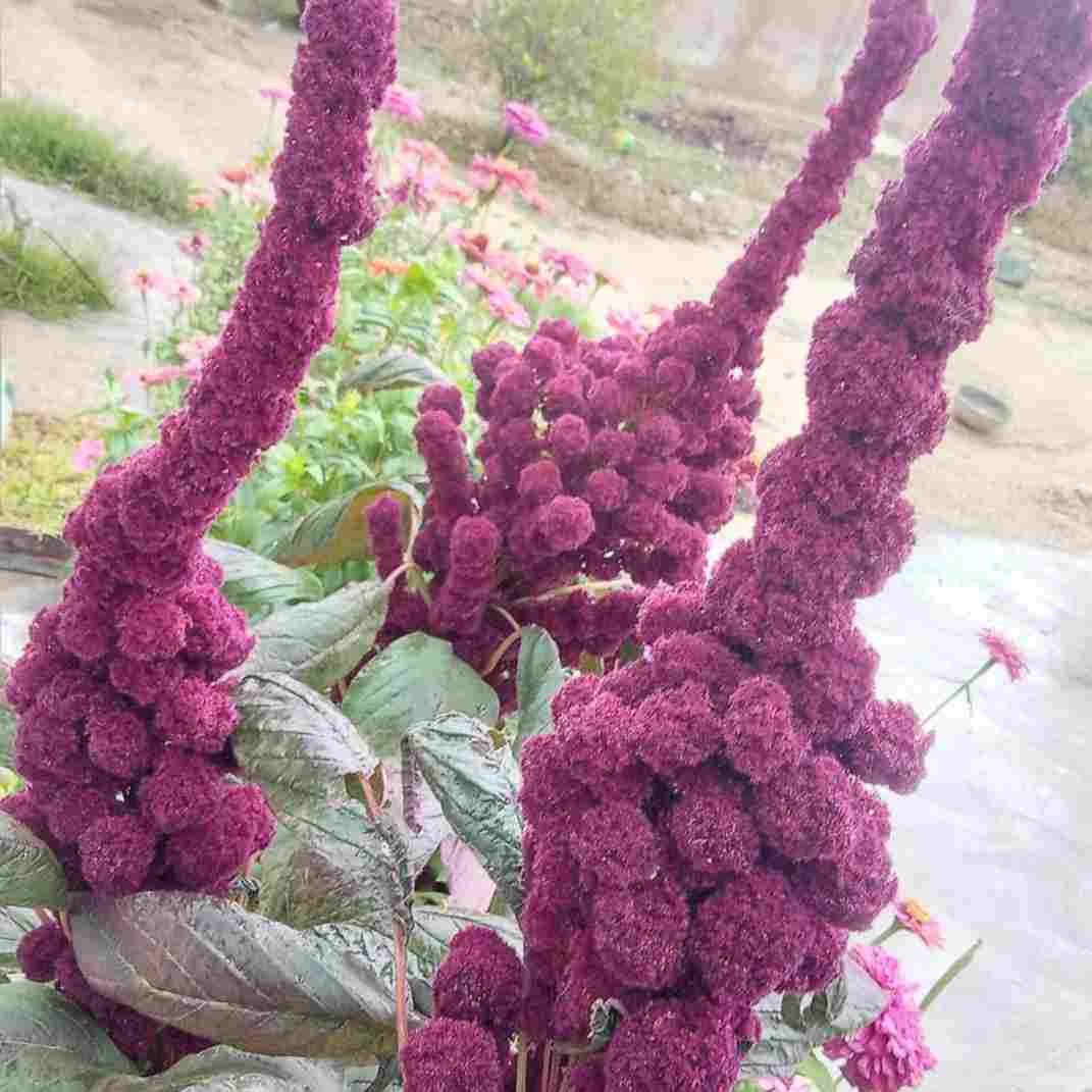 آهنگ جدید  ایموجی لوس میدیم ته تکسامون